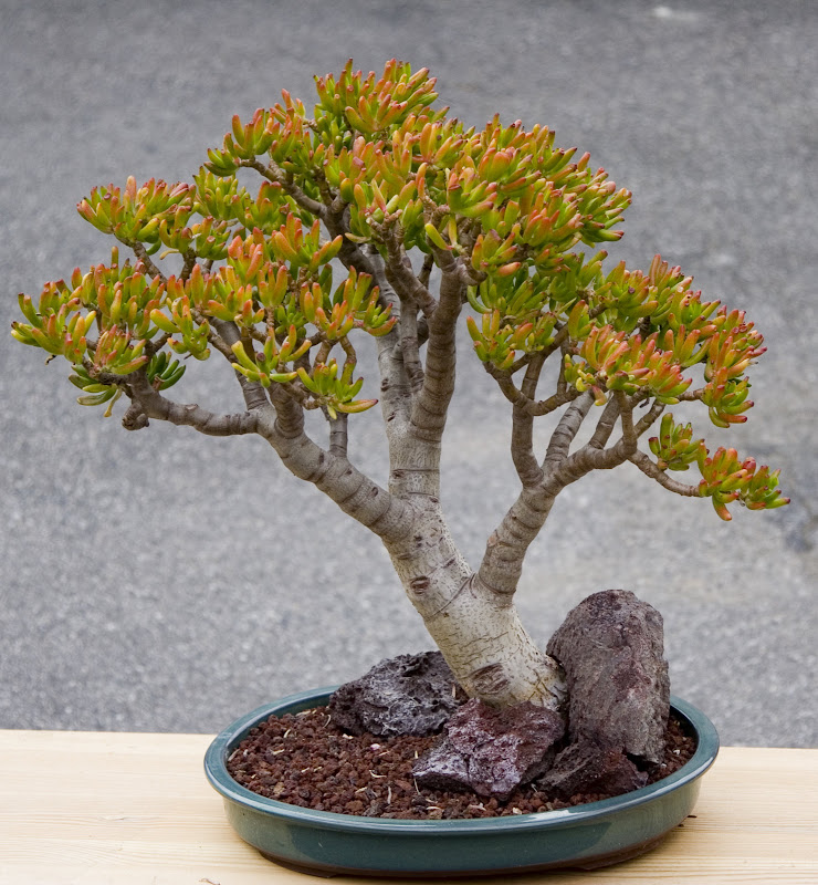 A pair for the Jade lovers Jade plants, Jade bonsai, Succulent bonsai